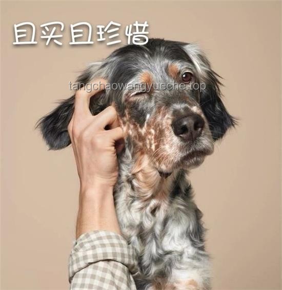 👈🤓「真狗」品牌逆袭记：用创意点亮宠物市场⚡⚡⚡